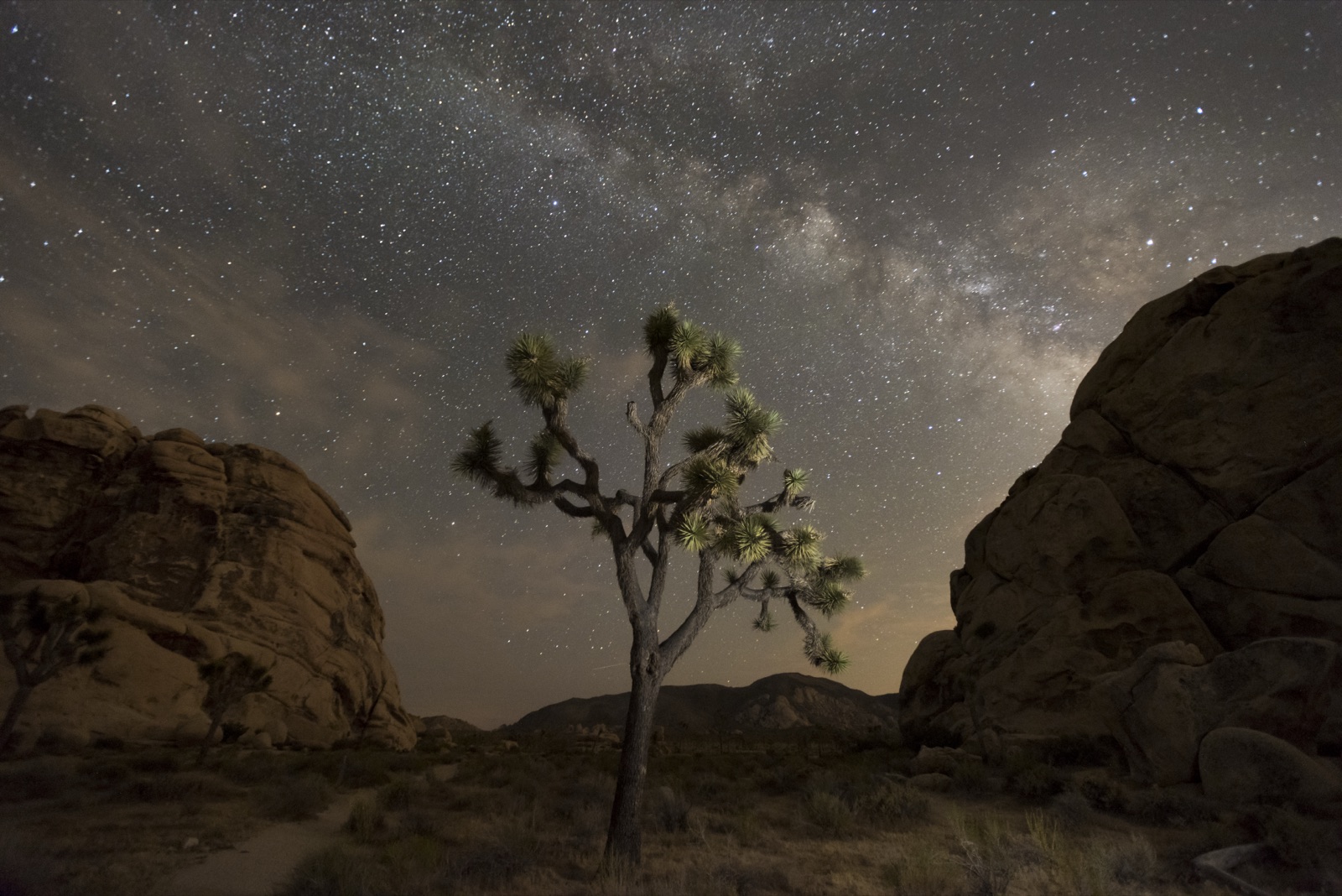 A Joshua tree standing between granite boulders beneath the Milky Way in Joshua Tree National Park.